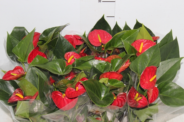 ANTHURIUM RED SUCCESS P09