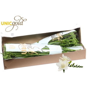 UG Hofland Oranjepolder BV - Ambiance box