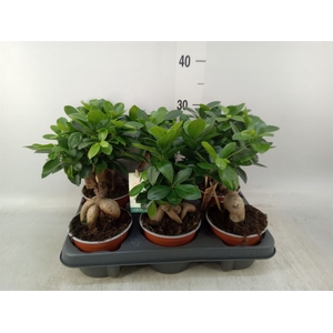 Ficus microcarpa 'Ginseng'