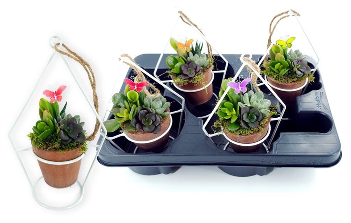 <h4>Arr.  Succulents L%</h4>