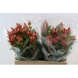 Celosia Celway Salmon