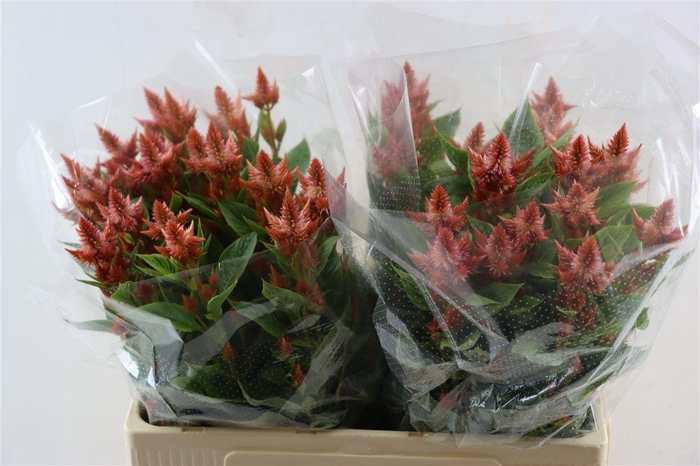 <h4>Celosia Celway Salmon</h4>