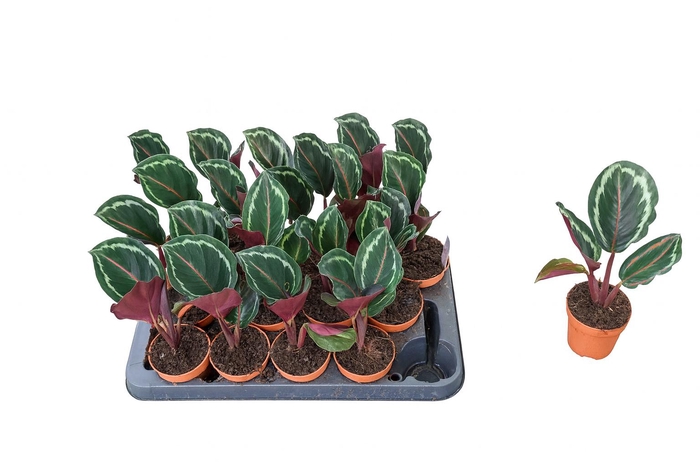 <h4>CALAT MEDALLION</h4>