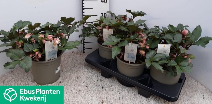 <h4>HELL PIROUETTE</h4>