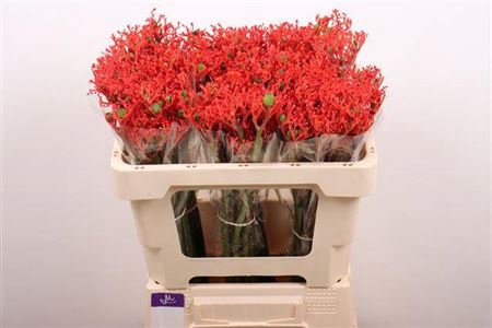 <h4>Jatropha P Firecrack</h4>