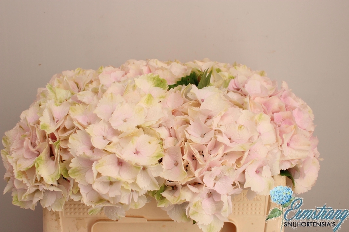 <h4>HYDR M MAG EMERALD</h4>