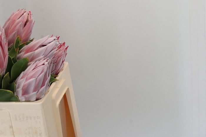 <h4>PROTEA CYNAROIDES</h4>