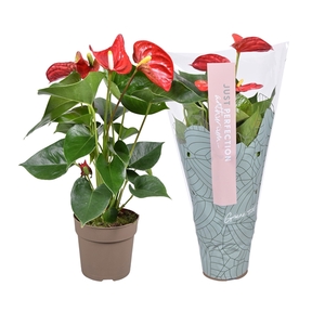 Anthurium Sierra ''Just perfection®'' (XL-Flowers)