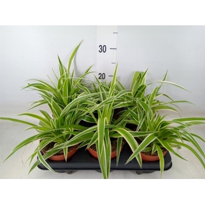 Chlorophytum com.