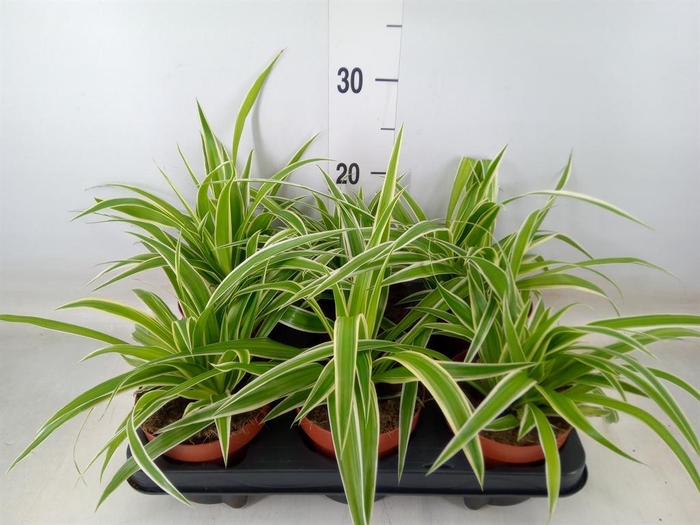 <h4>Chlorophytum com.</h4>