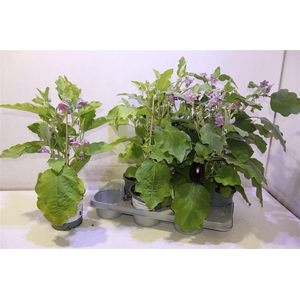 Aubergine Planten