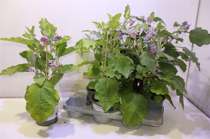 <h4>Aubergine Planten</h4>