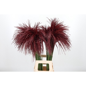 Miscanthus Kl Bh Bordeaux
