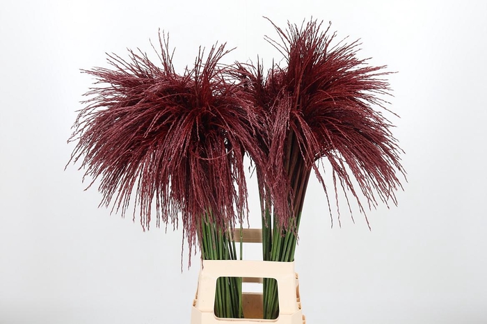 <h4>Miscanthus Kl Bh Bordeaux</h4>