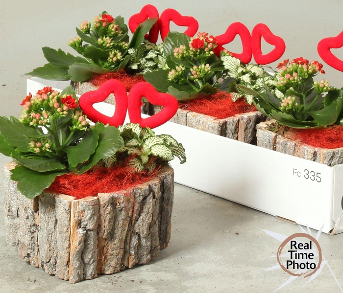 <h4>ARR KAMERPL</h4>