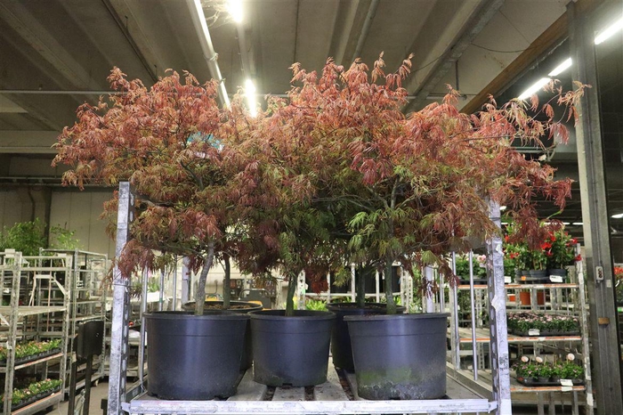 <h4>arr8 Acer Pa Garnet</h4>