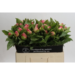 PAEONIA 'SUGAR N' SPICE'