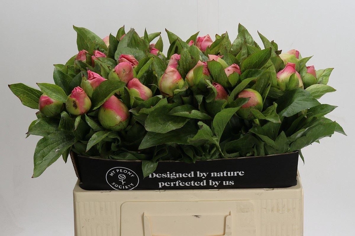 <h4>PAEONIA 'SUGAR N' SPICE'</h4>