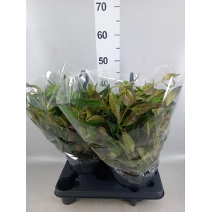 Aeschynanthus marmoratus