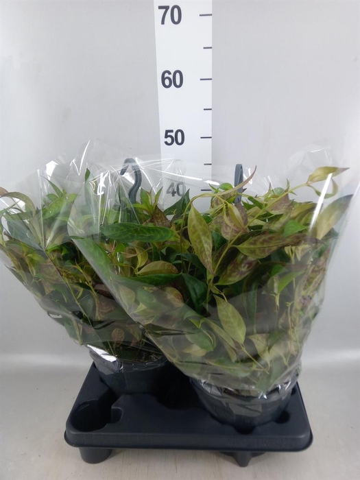 <h4>Aeschynanthus marmoratus</h4>