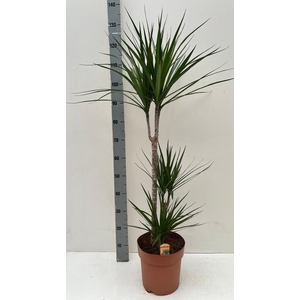 DRA MARGINATA