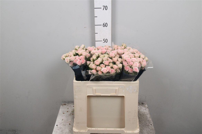 <h4>R Tr Severina</h4>