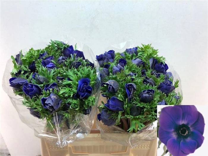 <h4>ANEM CO GALIL BLAUW</h4>