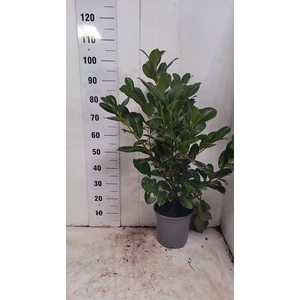 Prunus laurocerasus Rotundifolia 24Ø 100cm