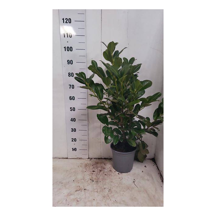<h4>Prunus laurocerasus Rotundifolia 24Ø 100cm</h4>