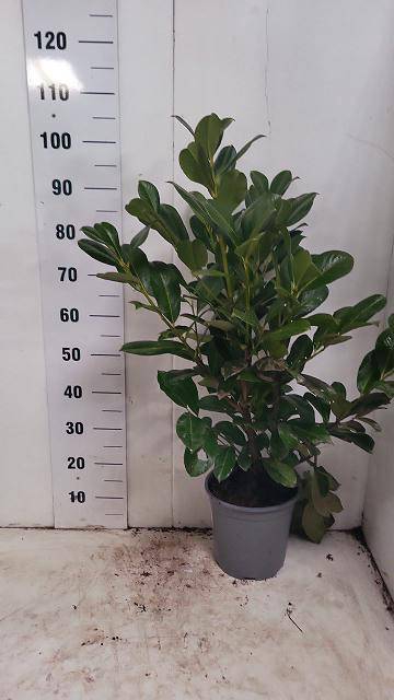 Prunus laurocerasus Rotundifolia 24Ø 100cm