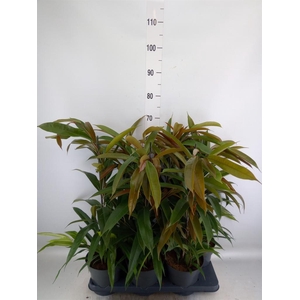 Ficus binn. 'Amstel King'