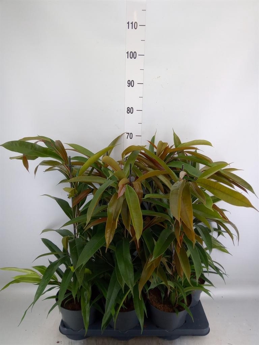 <h4>Ficus binn. 'Amstel King'</h4>