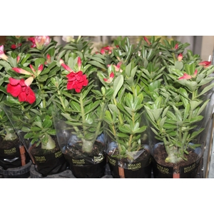 ROSA DO DESERTO DOBRADO P15
