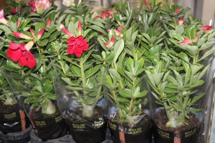 <h4>ROSA DO DESERTO DOBRADO P15</h4>