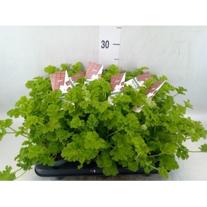 Pelargonium   ...mix smelling