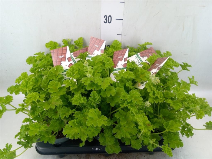 <h4>Pelargonium   ...mix smelling</h4>