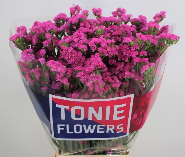 <h4>LIMONIUM SINUATUM 'SINUET ETERNAL'</h4>