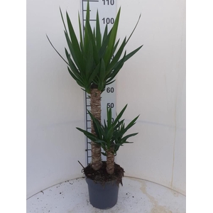 YUCCA