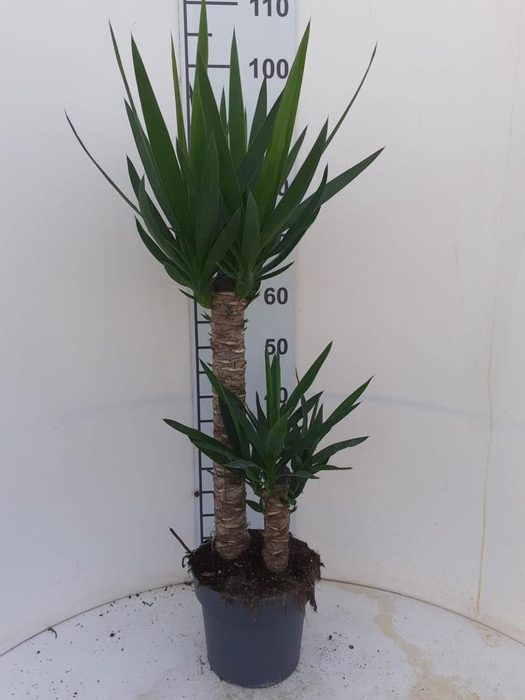 <h4>YUCCA</h4>