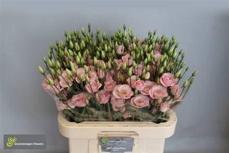 <h4>Eus G Rosi Light Pin</h4>