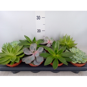 Echeveria   ...mix