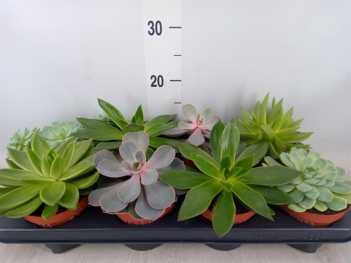 <h4>Echeveria   ...mix</h4>
