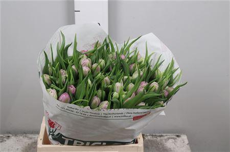 <h4>Tu Du Double Price</h4>