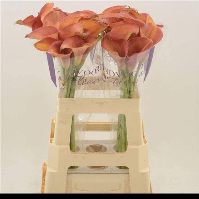 <h4>Zantedeschia orange pride</h4>