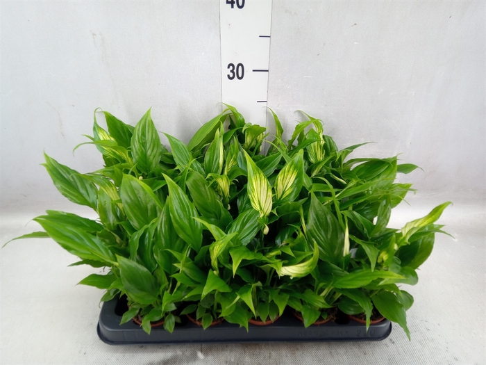 <h4>Spathiphyllum  'Chopin'</h4>