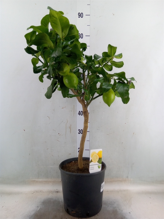 <h4>Citrus   ...</h4>