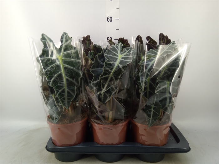 <h4>Alocasia amazonica 'Polly'</h4>