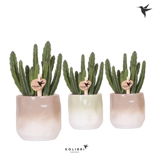 Kolibri Greens Stapelia Leendertziae in Gradience pot sand mix