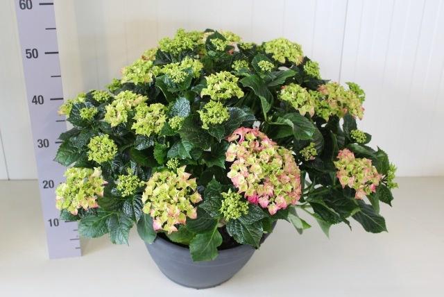 <h4>HYDR M EARLY ROSA</h4>