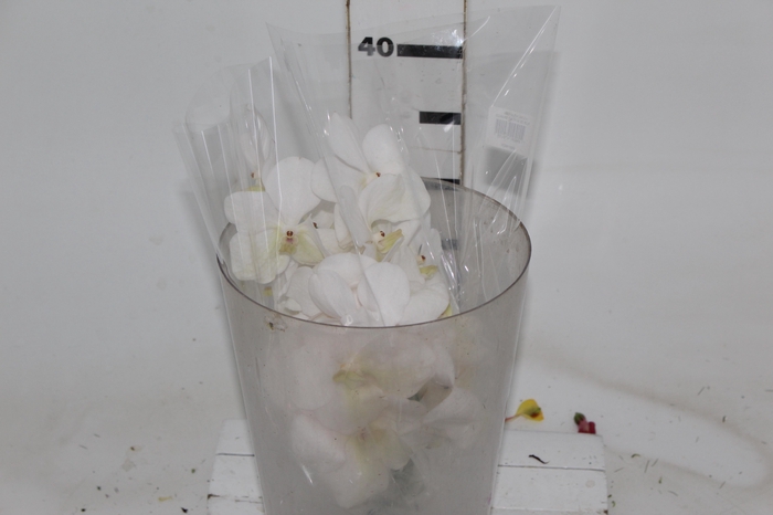 <h4>FLOR DE VANDA BRANCO</h4>
